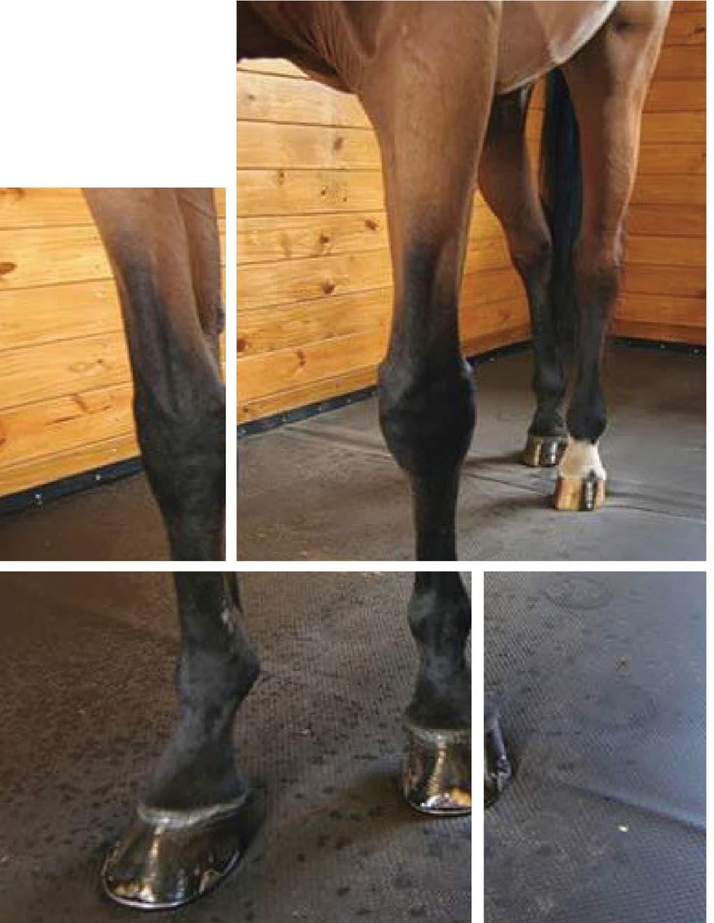 Equine Lock product image